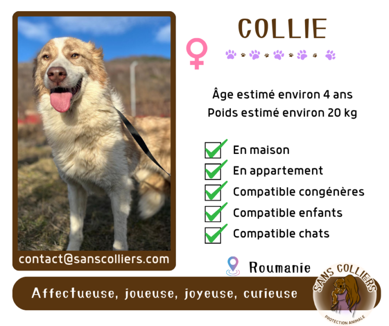 COLLIE