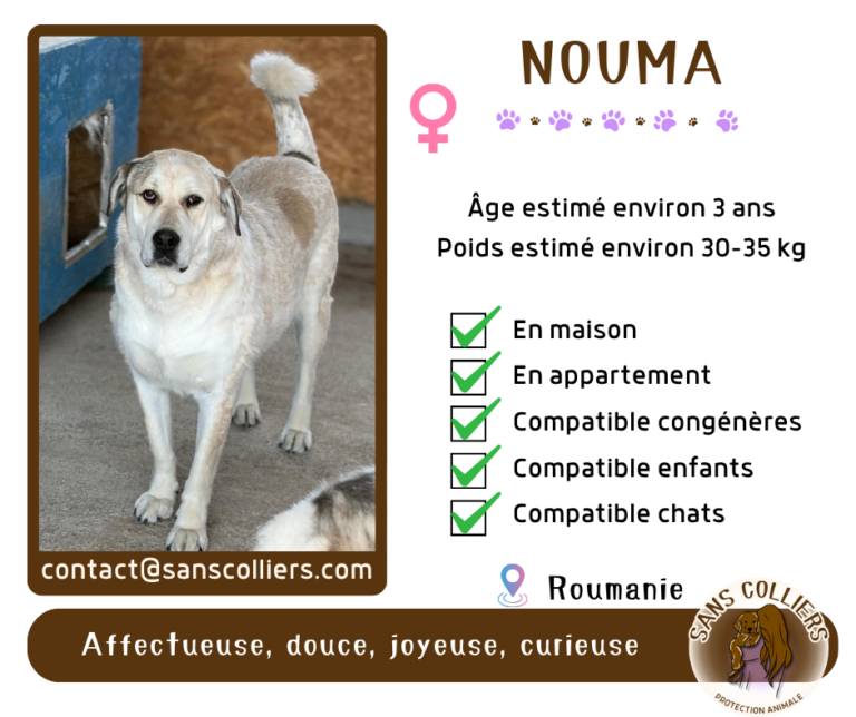 NOUMA