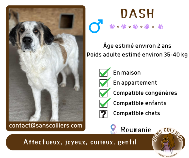 DASH