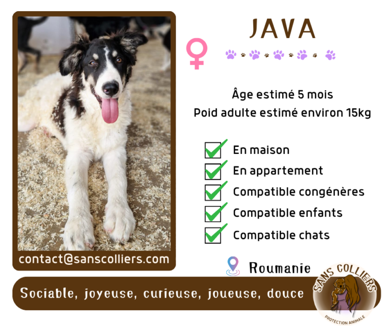 JAVA