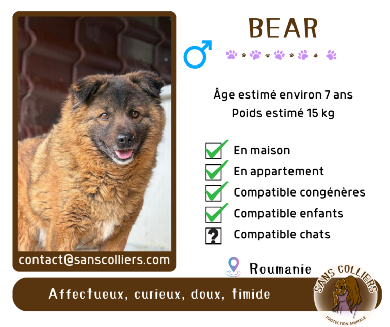 BEAR
